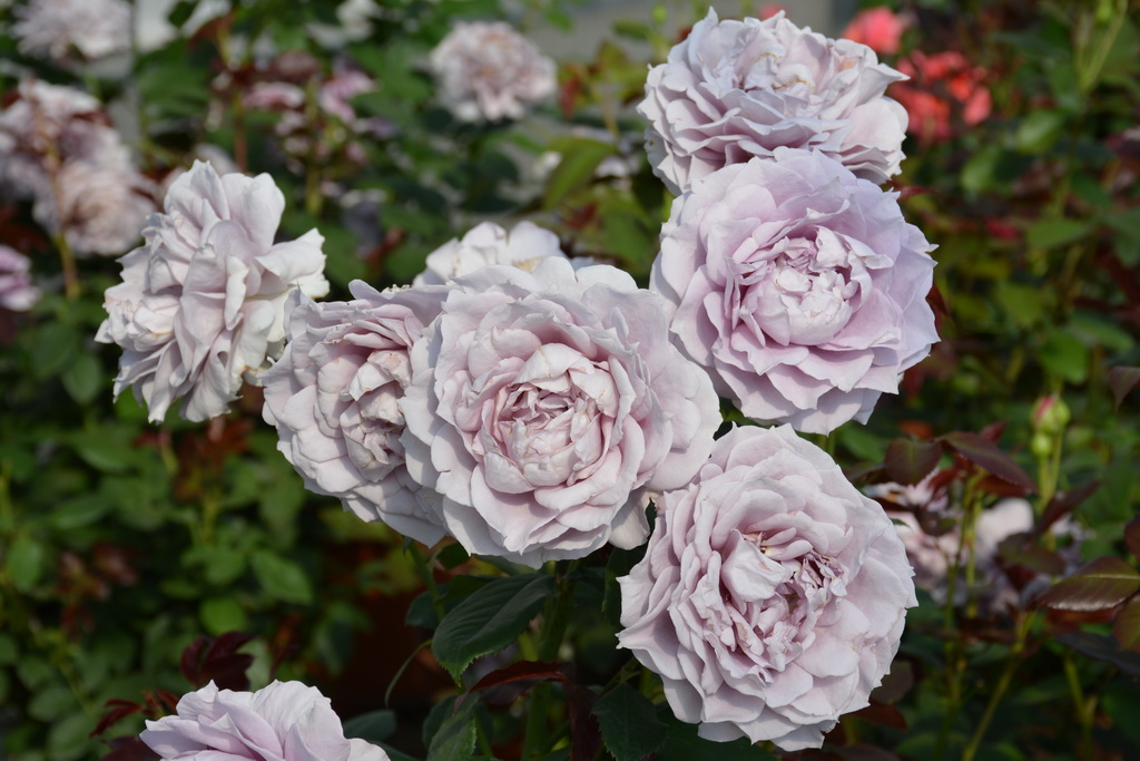 Роза флорибунда `Rose Synactif by Shiseido` ®